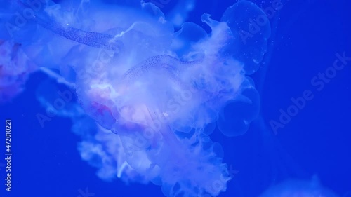 jellyfish, medusa swimming in blue water photo