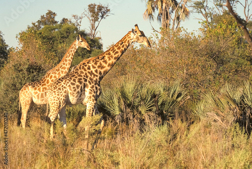 Girafe sp  cifique de Namibie Giraffa camelopardalis Afrique