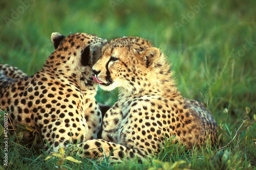 Gu  pards Acinonyx Jubatus se l  chent dans la brousse Afrique Kenya