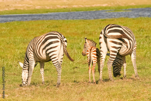 z  bre de Burchell Equus burchelli avec un jeune  b  b   Afrique Kenya