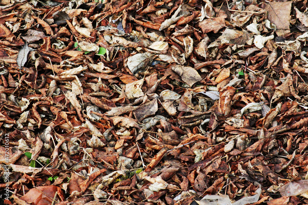 Carpet of dry autumn leaves. Carpet of dry autumn leaves.