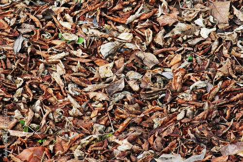 Carpet of dry autumn leaves.