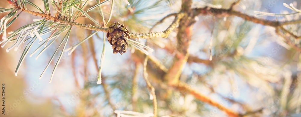 Young pine tree branch with a cone covered with hoarfrost, needles ...