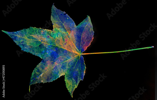 autumn maple leaf aquarelle picture