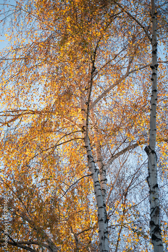birch branches with yellowed leaves