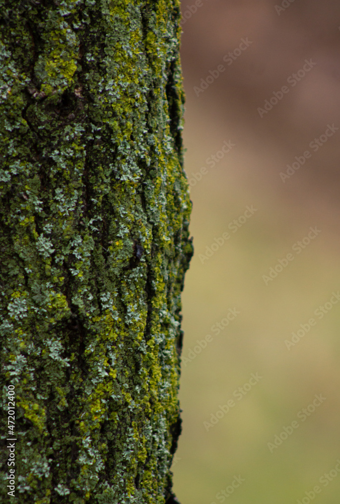 bark of a tree with moss bark of a tree with moss