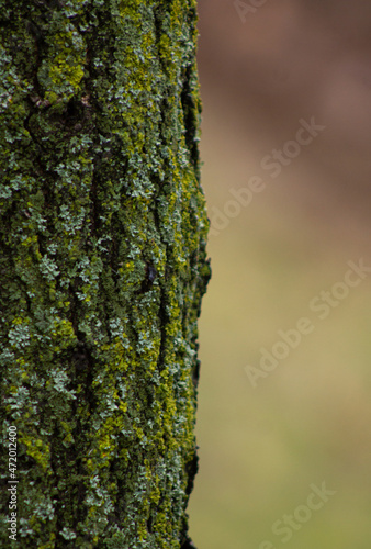 bark of a tree with moss