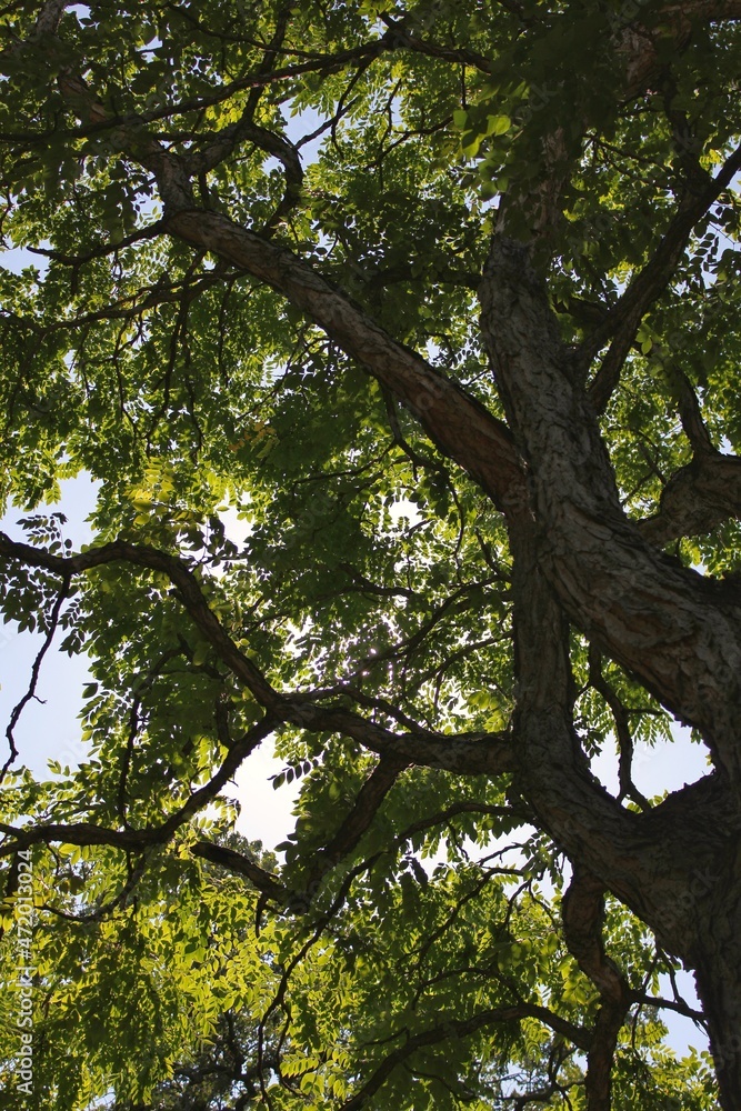 tree in the forest