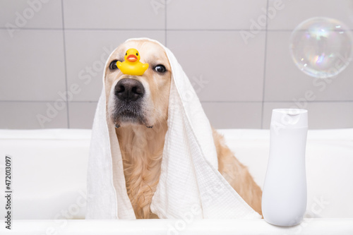The dog is sitting in a bubble bath with a yellow duckling and soap bubbles. Golden Retriever bathes with bath accessories. © deine_liebe