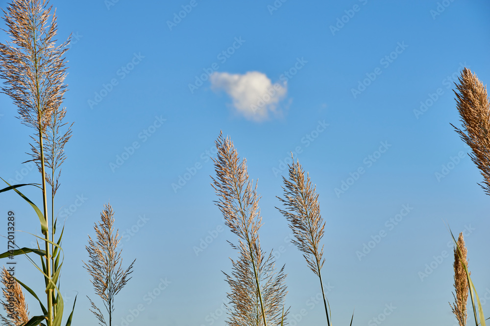 tall vegetation between clouds and sky moved by the autumn wind tall vegetation between clouds and sky moved by the autumn wind