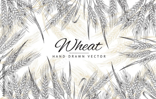 Rectangular frame with hand drawn wheat spikelets in sketch vector illustration