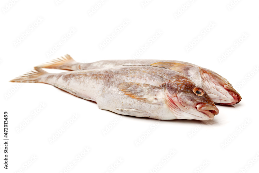 Grouper Fish on white background Grouper Fish on white background