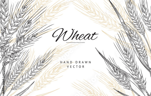 Poster with composition of hand drawn spikelets of wheat in sketch vector