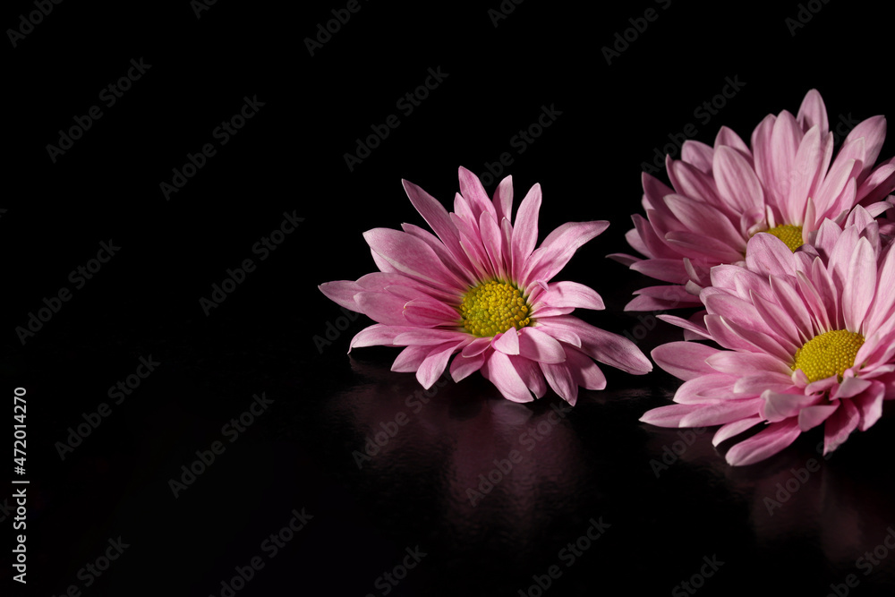 Obraz premium pink flower on black background