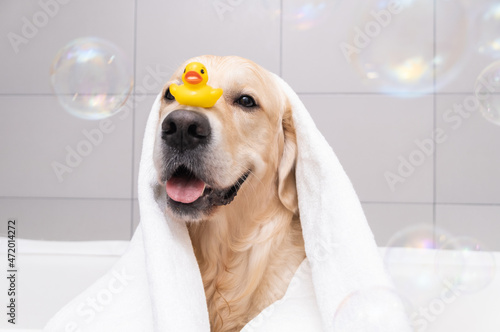 The dog is sitting in a bubble bath with a yellow duckling and soap bubbles. Golden Retriever bathes with bath accessories. © deine_liebe