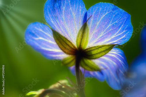 Wiesenstorchenschnabel photo