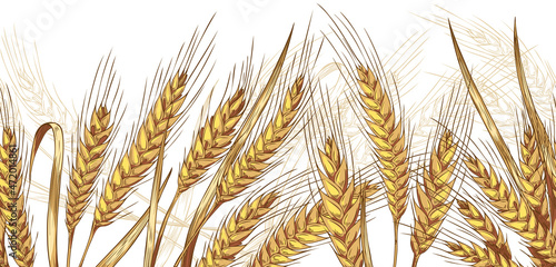 Seamless wheat ears and leaves banner, colored sketch vector illustration.