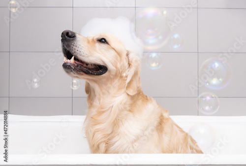 Fotografiet The dog is sitting in a bubble bath with a yellow duckling and soap bubbles