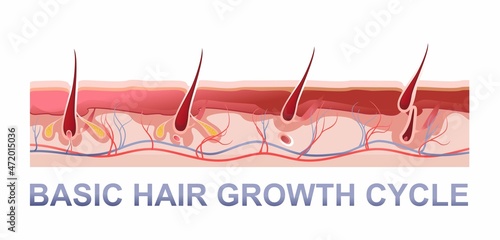 human hair growth phases educational poster