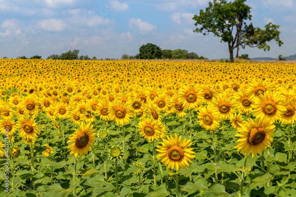Obraz premium Beautiful sunflower flower blooming in sunflowers field on winter season, Lop Buri THAILAND