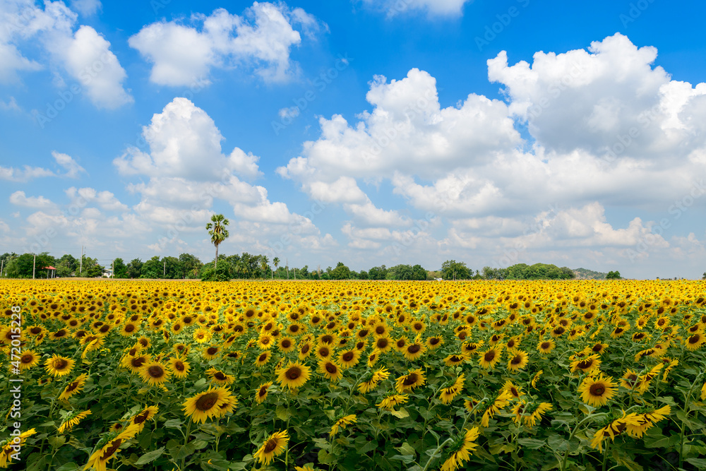 Beautiful sunflower flower blooming in sunflowers field with blue sky