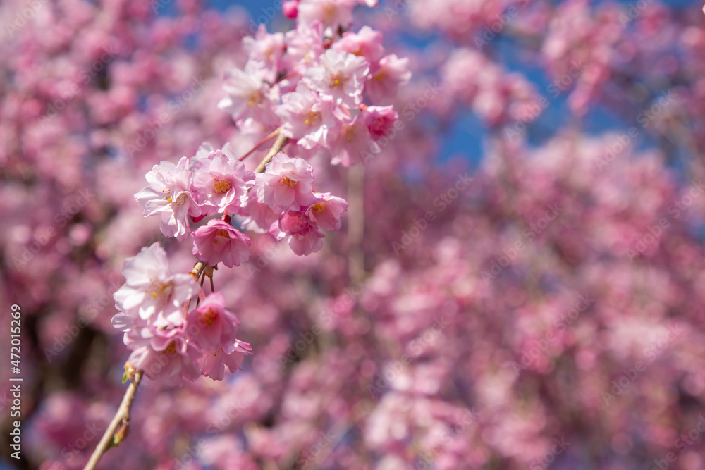 福島県　喜多方市　日中線しだれ桜並木