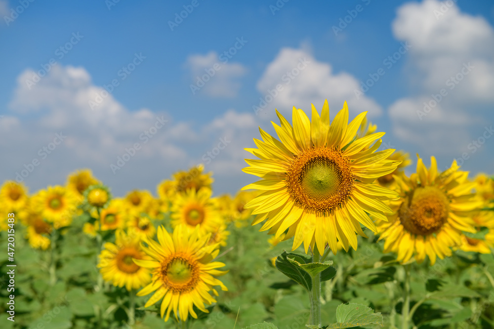 Beautiful sunflower flower blooming in sunflowers field on winter season,