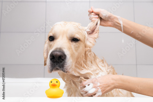 The girl's hands wash the dog in a bubble bath. The groomer washes his golden retriever with a shower © deine_liebe