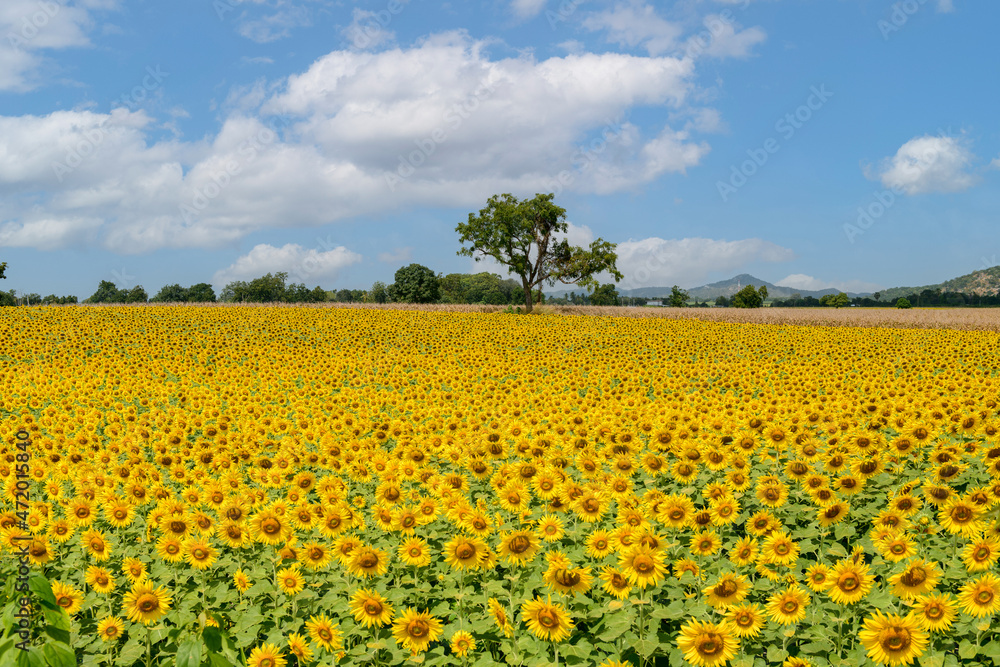 field of blooming sunflowers on a background of blue sky, Lop Buri