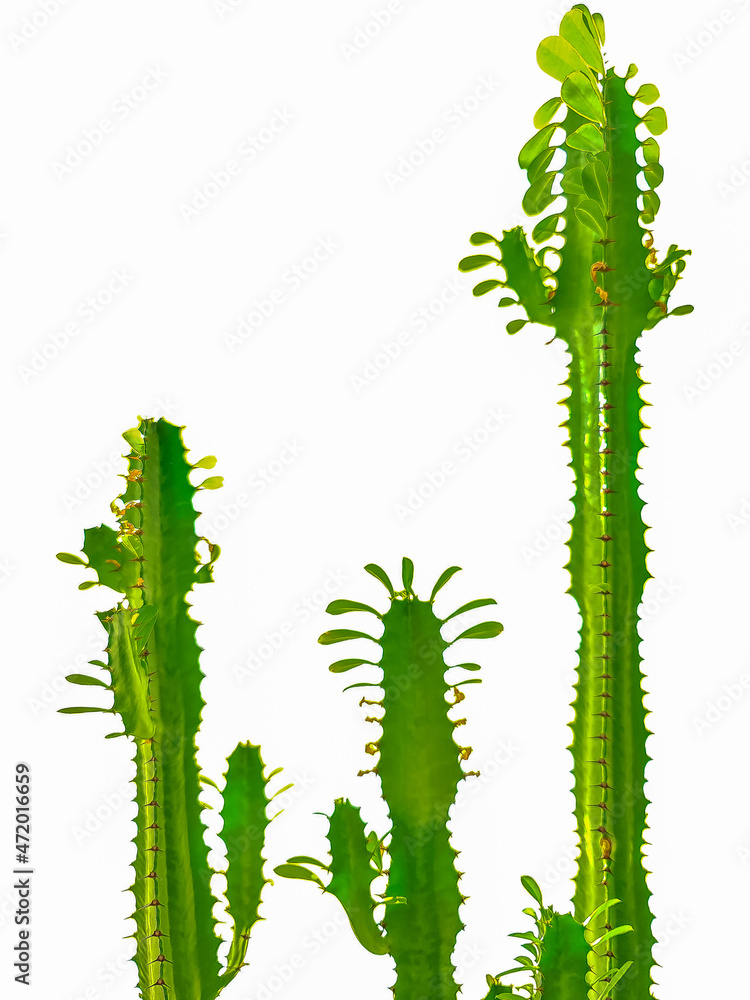 Isolated euphorbia ingens cactus plant on white background Isolated euphorbia ingens cactus plant on white background