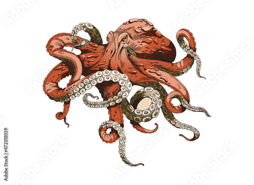 Octopus illustration. Red colored kraken with tentacles, vintage vector sketch. Sea giant monster animal drawing.
