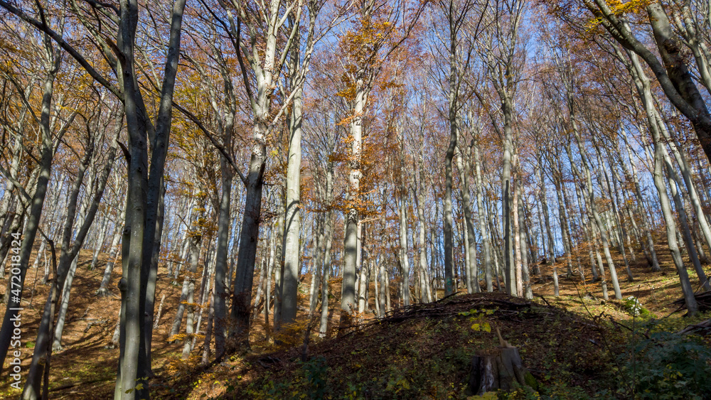 Fototapeta premium Herbstwald