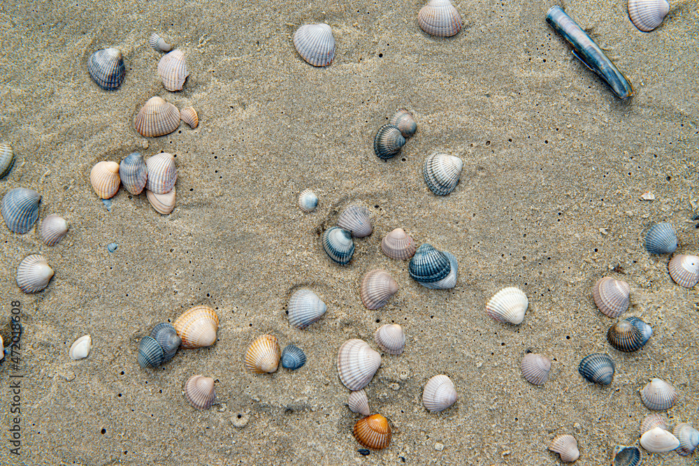 Shells on a dutch beach in the Netherlands. Shells on a dutch beach in the Netherlands.