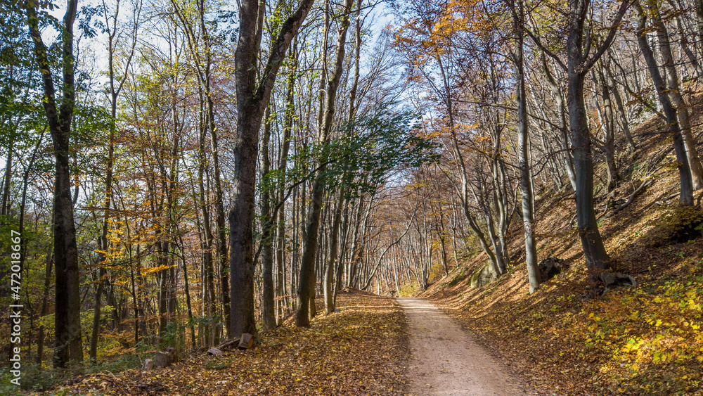 Fototapeta premium Waldweg