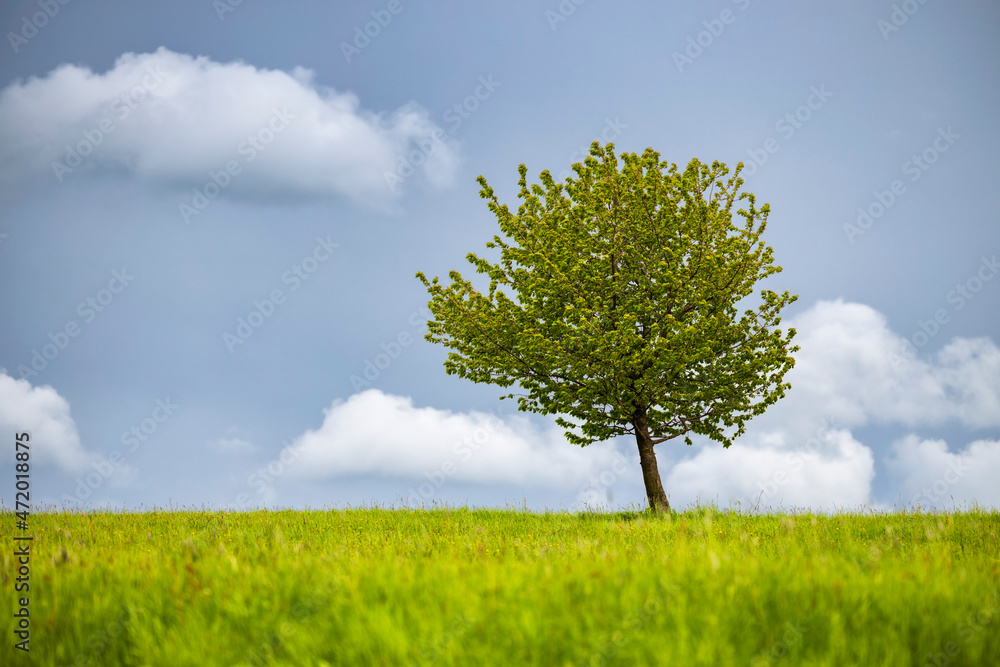 Obraz premium tree on a field