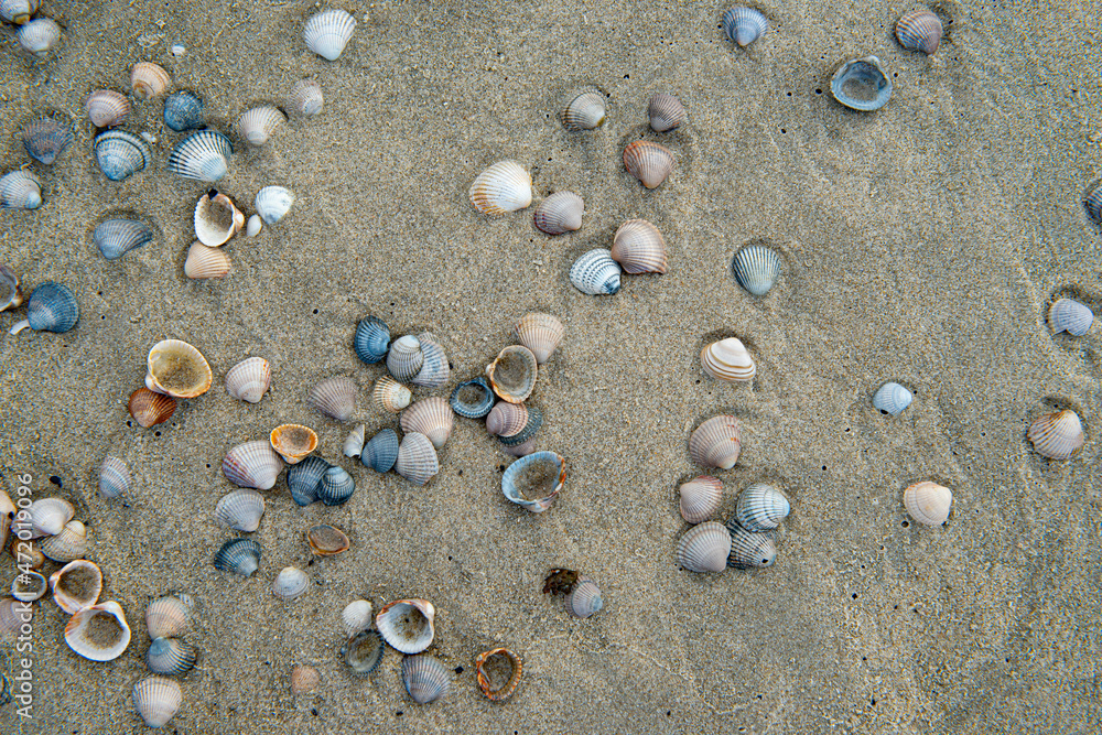 Shells on a dutch beach in the Netherlands. Shells on a dutch beach in the Netherlands.