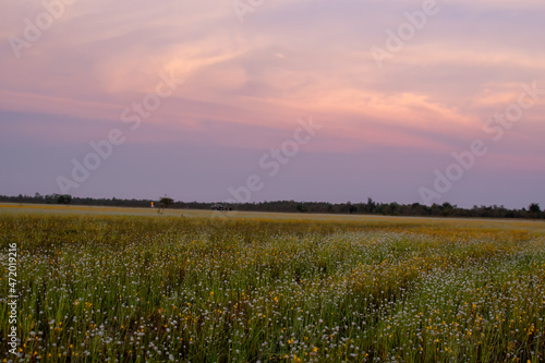 blurry meadow with evening sky