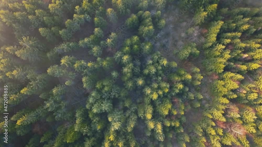 Misty green forest nature landscape, aerial bird view of peaceful natural trees scenery Misty green forest nature landscape, aerial bird view of peaceful natural trees scenery