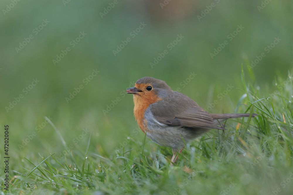 European robin Erithacus rubecula in close view European robin Erithacus rubecula in close view
