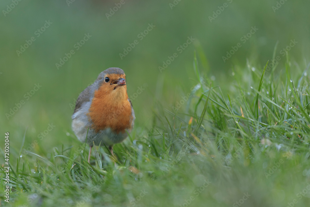 European robin Erithacus rubecula in close view European robin Erithacus rubecula in close view