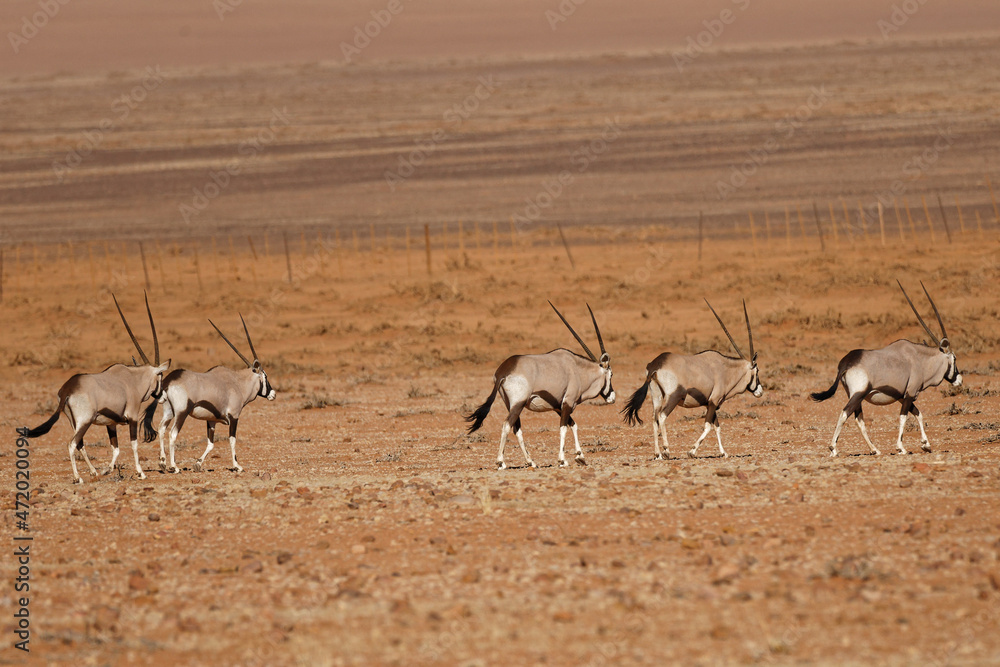 Oryxe im Namib Naukluft Park Oryxe im Namib Naukluft Park