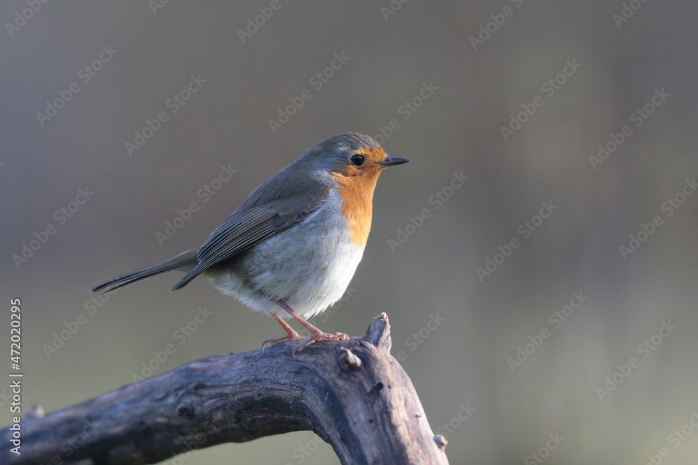 European robin Erithacus rubecula in close view European robin Erithacus rubecula in close view