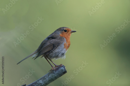 European robin Erithacus rubecula in close view © denis