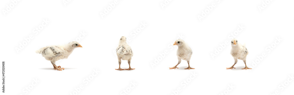 The isolated little baby HAMBURG Chick team in the row, standing on white cloth background. They are recognised in Germany and Holland.