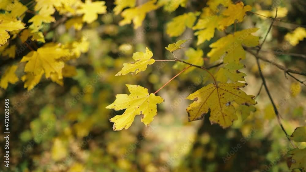 Nature of fresh gold yellow maple leaf in garden at autumn Nature of fresh gold yellow maple leaf in garden at autumn