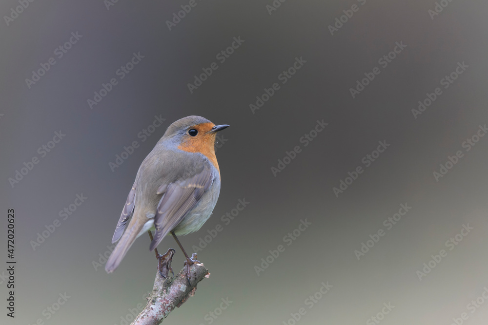 European robin Erithacus rubecula in close view European robin Erithacus rubecula in close view