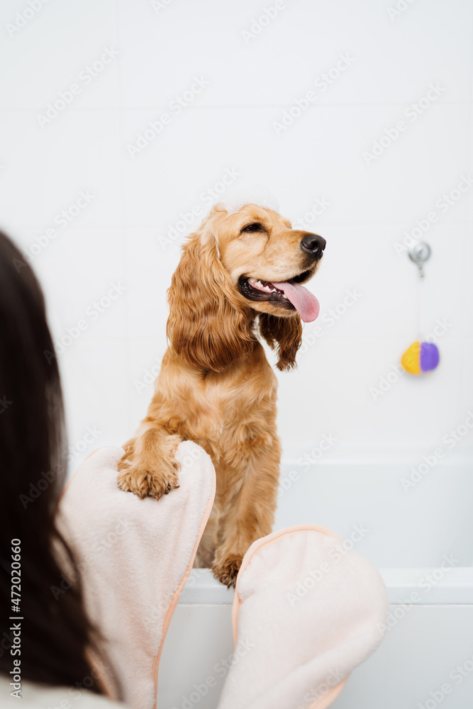 Cocker spaniel tacking a bath with his human in the bath tub. Woman
