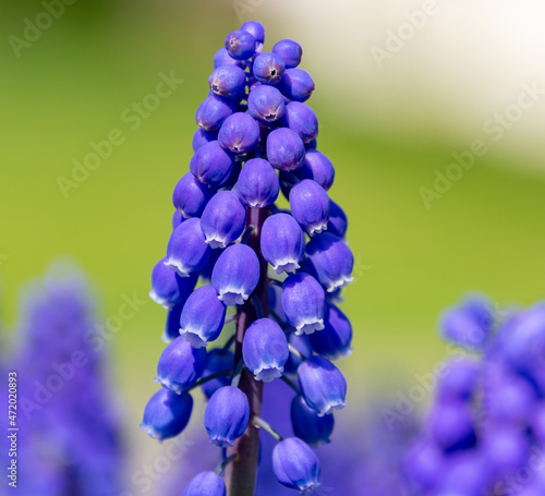 Grape Hyacinths in the Lehigh Valley Pennsylvania photo