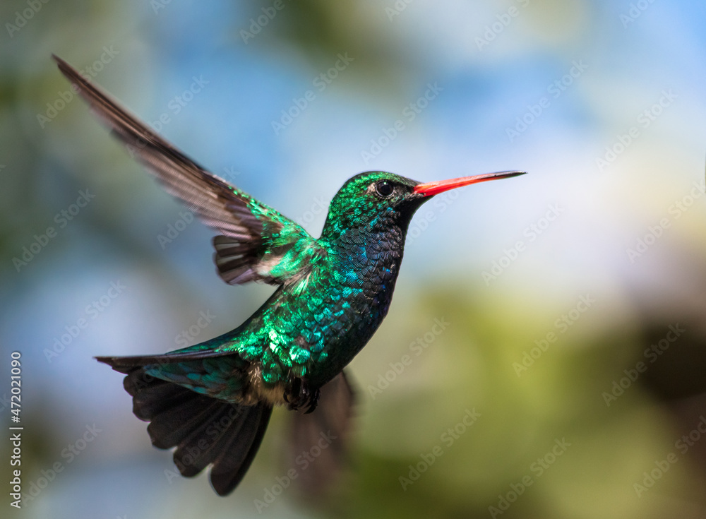 Obraz premium Hummingbird in flight - Glittering-bellied Emerald - (Chlorostilbon lucidus)