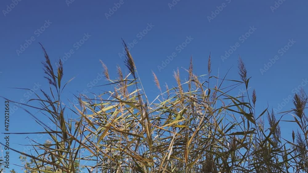 Close view of pampas grass stems moving in the wind against blue sky on a autumn field. Calm and natural background Close view of pampas grass stems moving in the wind against blue sky on a autumn field. Calm and natural background